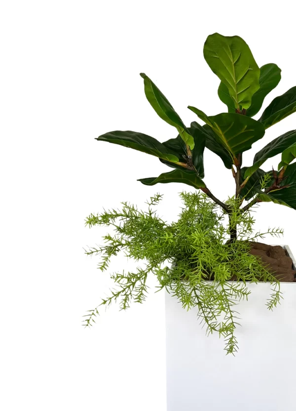Fiddle & Fern Delight - Image 2