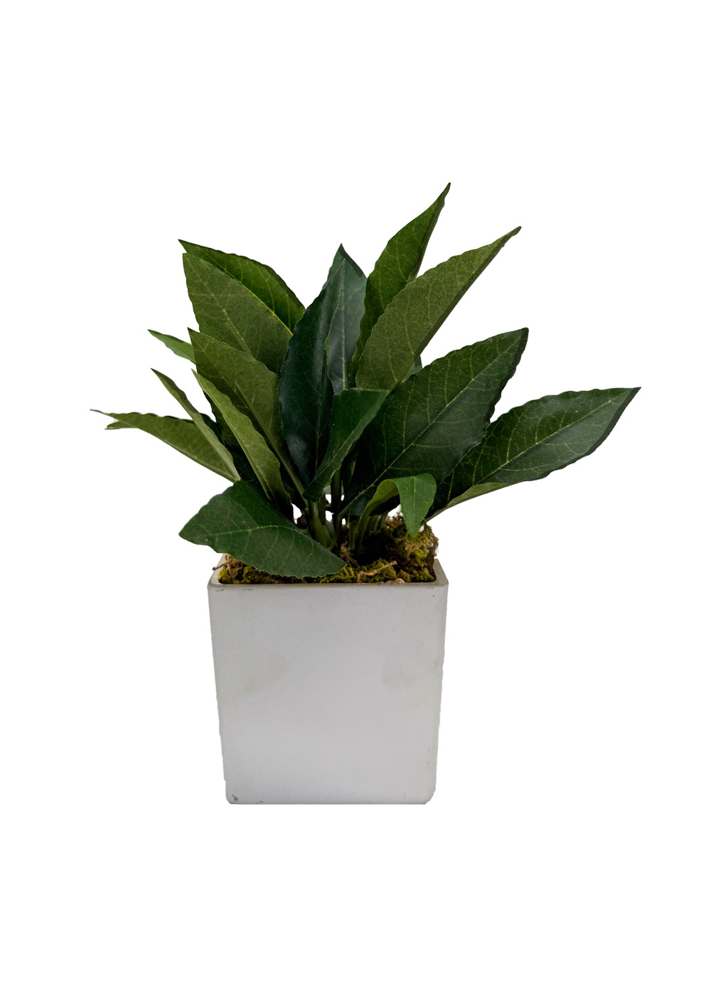 Pure Botanica