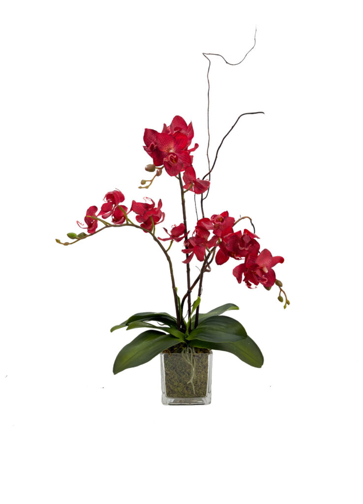 Ruby Orchid Delight