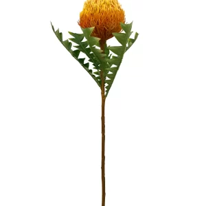 Banksia Spray - Orange