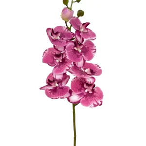 8-Bloom Phalaenopsis Spray - Purplish