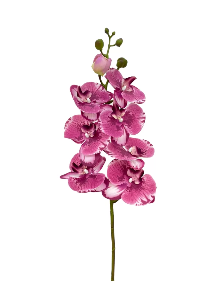 8-Bloom Phalaenopsis Spray - Purplish