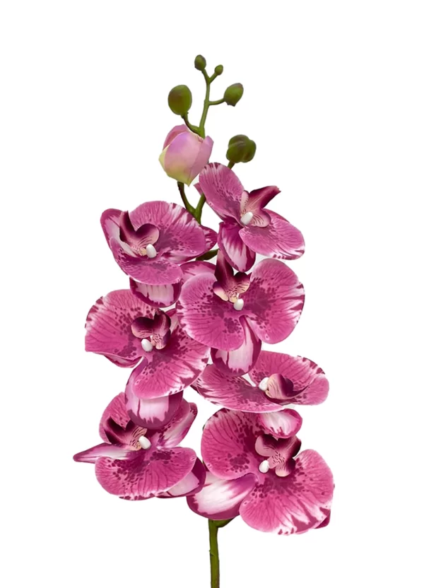 8-Bloom Phalaenopsis Spray - Purplish - Image 2