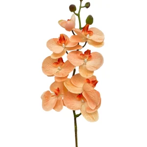 8-Bloom Phalaenopsis Spray – Biege Pink