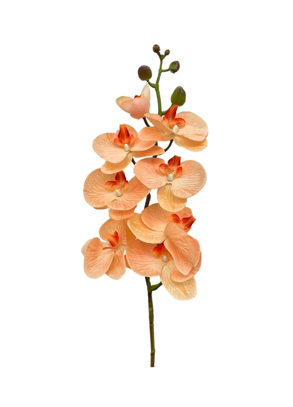 8-Bloom Phalaenopsis Spray – Biege Pink
