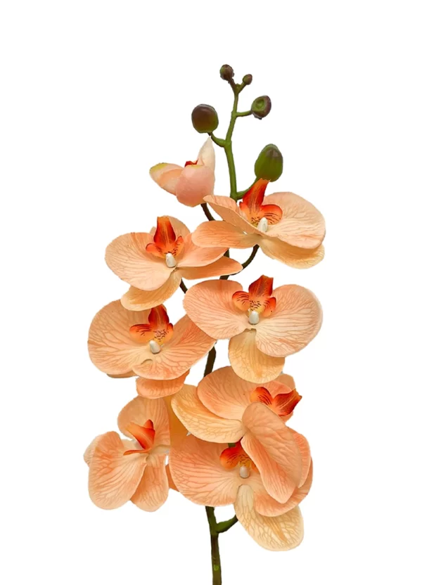 8-Bloom Phalaenopsis Spray – Biege Pink - Image 2