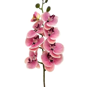 8-Bloom Phalaenopsis Spray - Purplish Pink