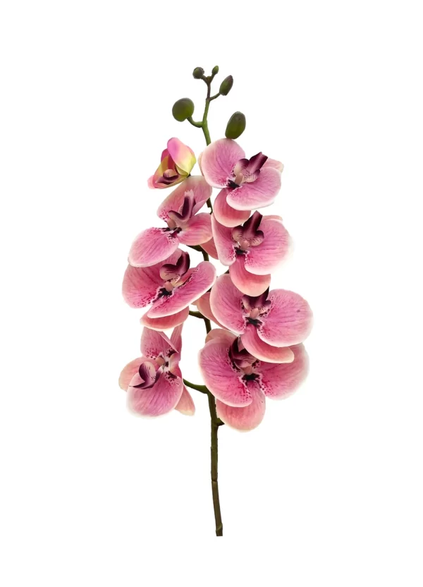 8-Bloom Phalaenopsis Spray - Purplish Pink