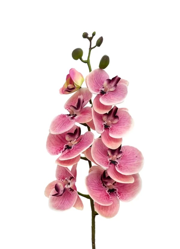 8-Bloom Phalaenopsis Spray - Purplish Pink - Image 2