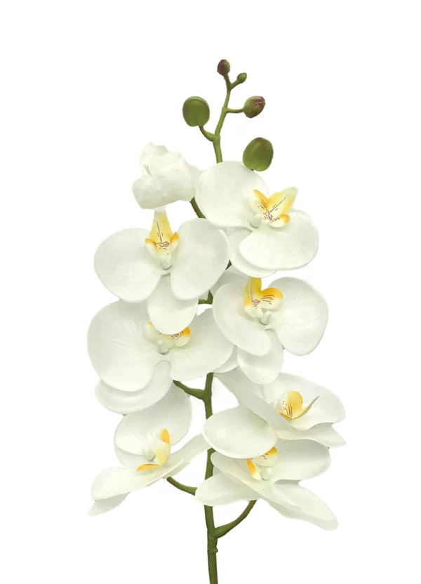 8-Bloom Phalaenopsis Spray - White w Yellow Lips - Image 2