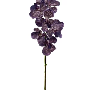Vanda Orchid - Dark Purplish