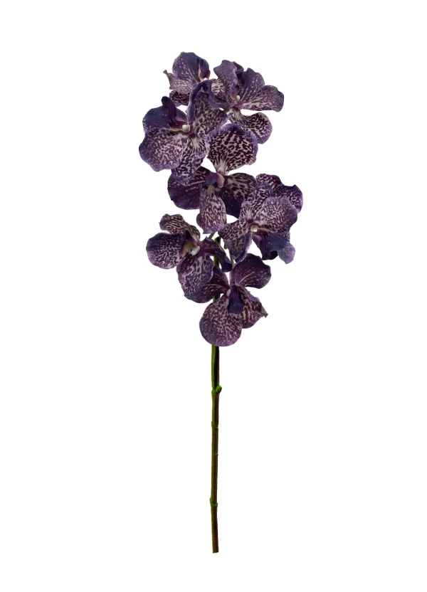 Vanda Orchid - Dark Purplish