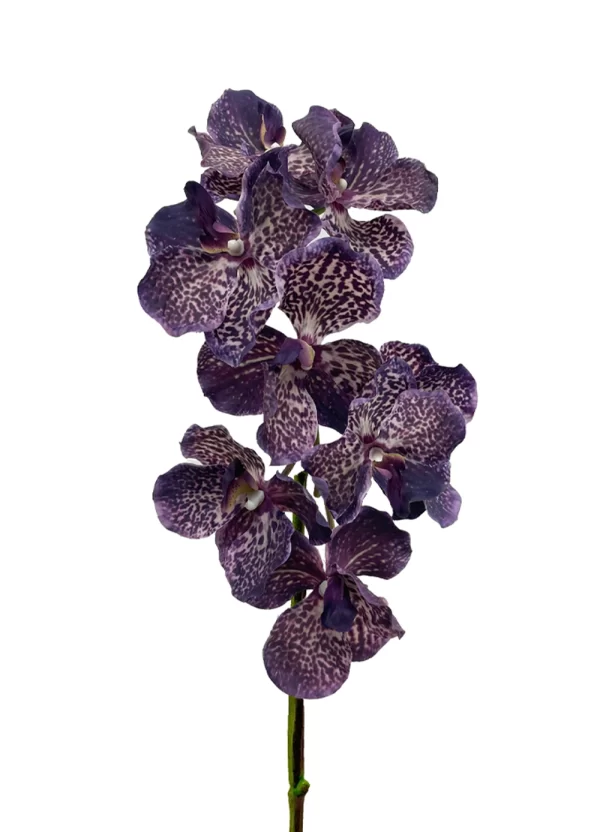 Vanda Orchid - Dark Purplish - Image 2