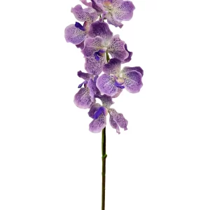 Vanda Orchid - Light Purplish