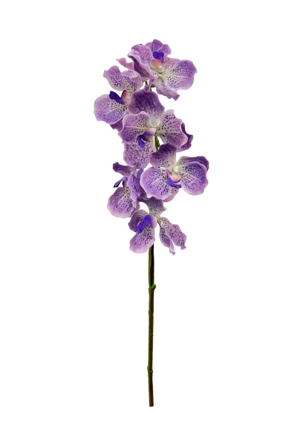 Vanda Orchid - Light Purplish
