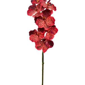 Vanda Orchid - Red