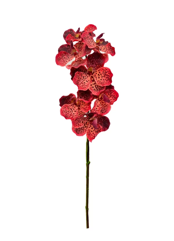 Vanda Orchid - Red