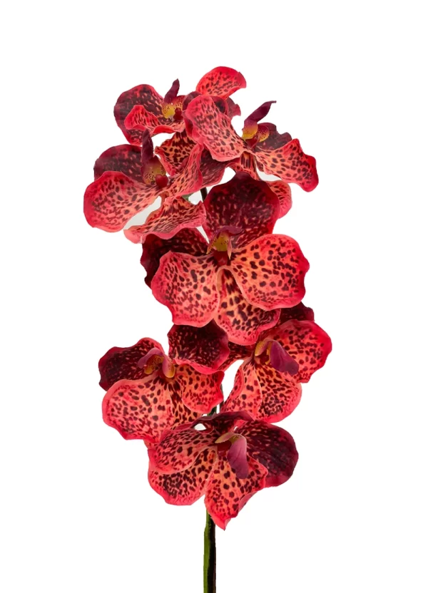 Vanda Orchid - Red - Image 2
