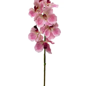 Vanda Orchid - Light Pink