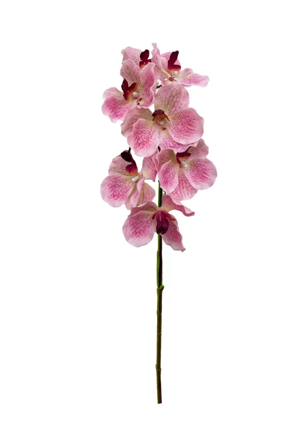 Vanda Orchid - Light Pink