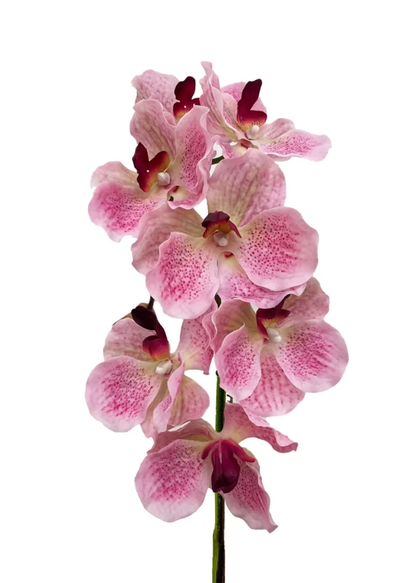 Vanda Orchid - Light Pink - Image 2