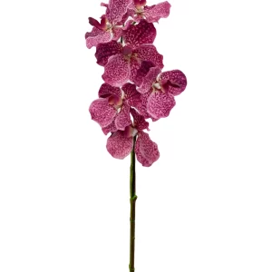 Vanda Orchid - Fuchsia