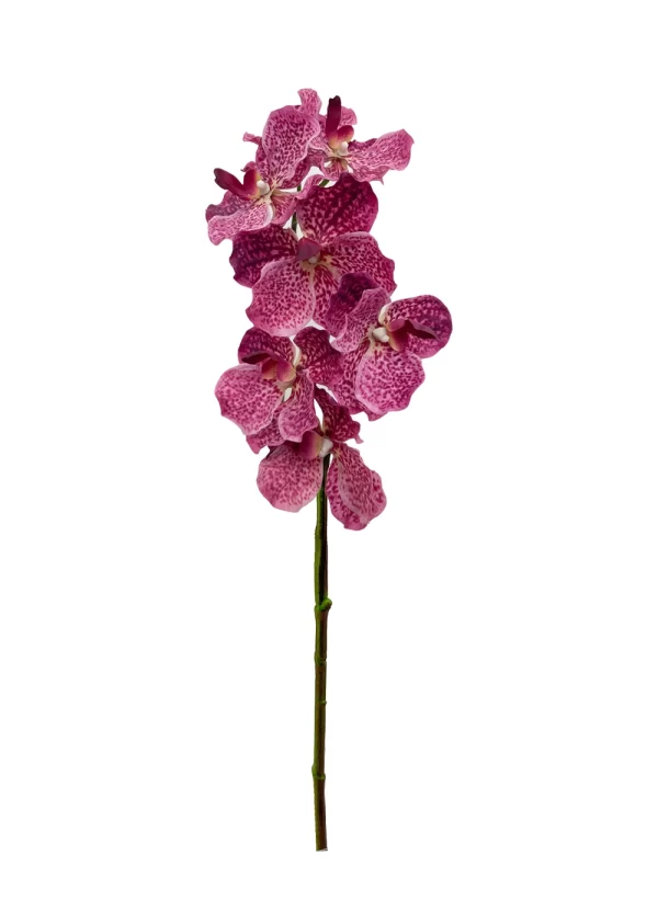 Vanda Orchid - Fuchsia