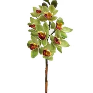 Cymbidium - Green w Red Lips