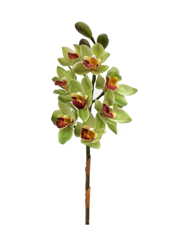 Cymbidium - Green w Red Lips