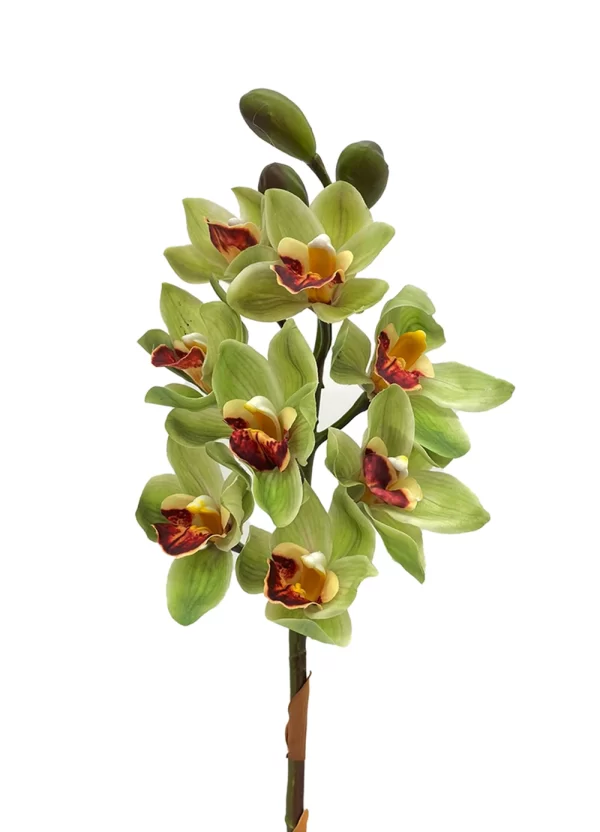 Cymbidium - Green w Red Lips - Image 2