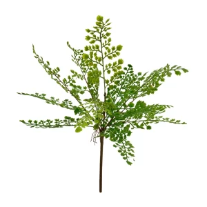 Maidenhair Fern