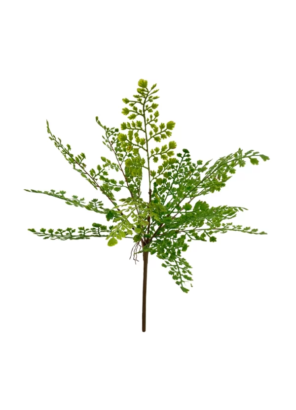 Maidenhair Fern