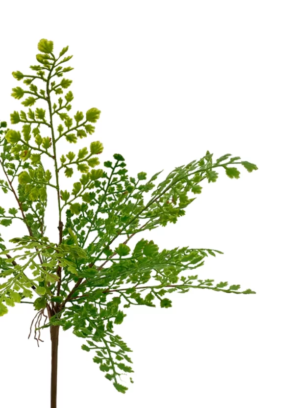 Maidenhair Fern - Image 2
