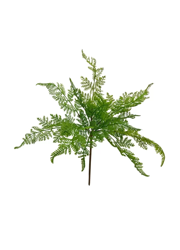 Forest Fern Bush