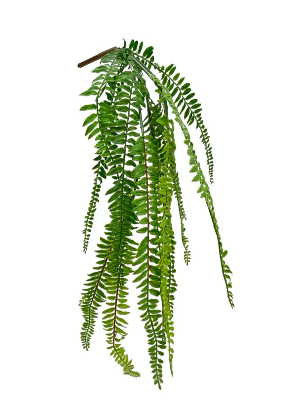 Hanging Sword Fern - Image 2