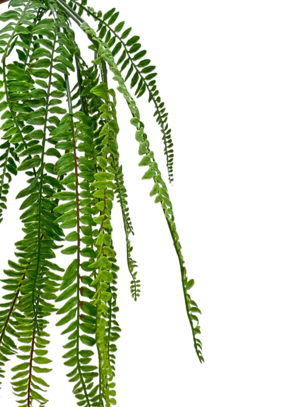 Hanging Sword Fern - Image 3