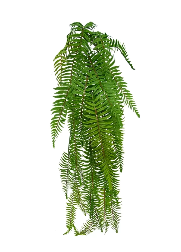 Hanging Boston Fern