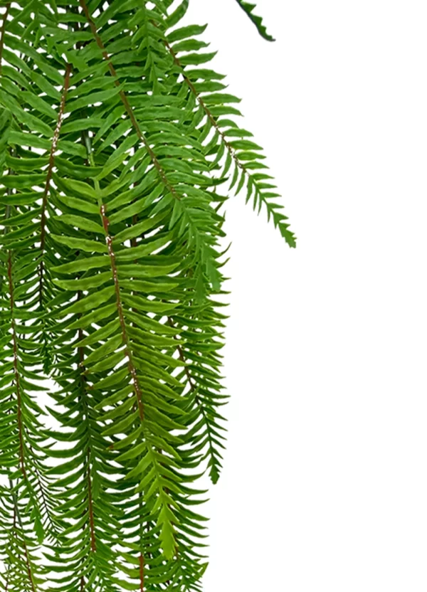 Hanging Boston Fern - Image 2