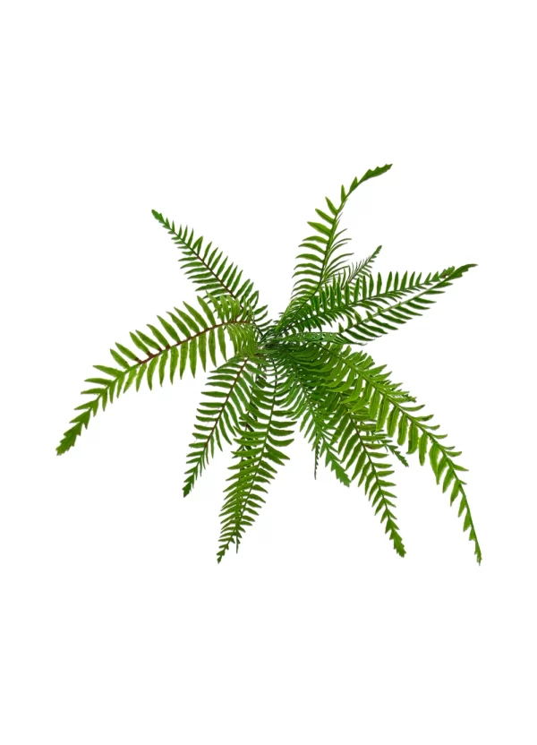 Boston Fern Bush - Image 2