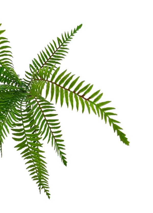 Boston Fern Bush - Image 4