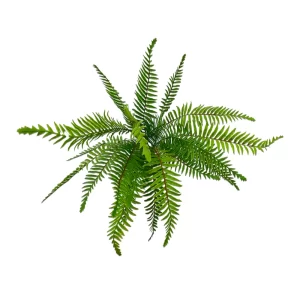 Boston Fern Bush
