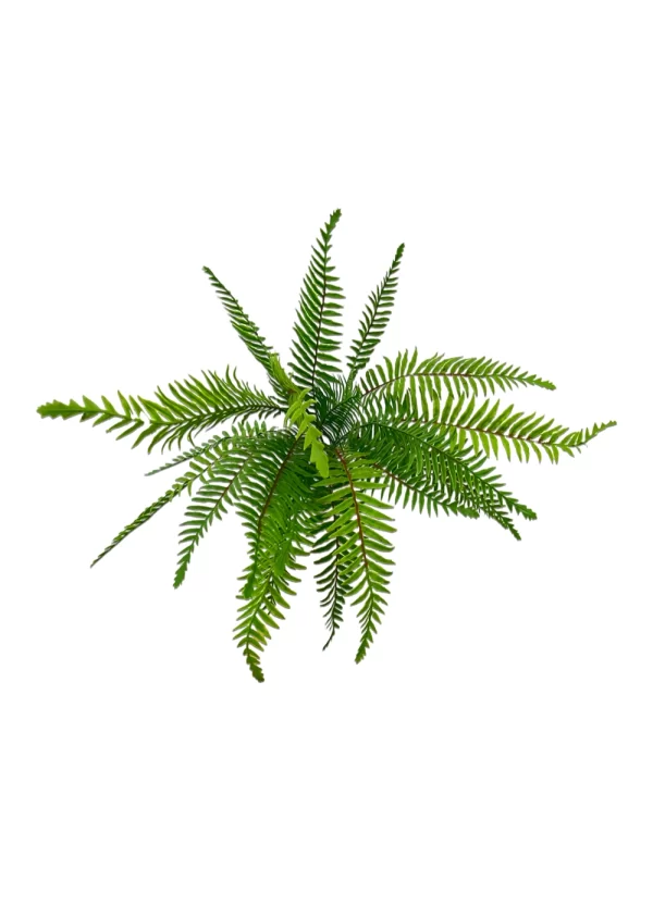Boston Fern Bush