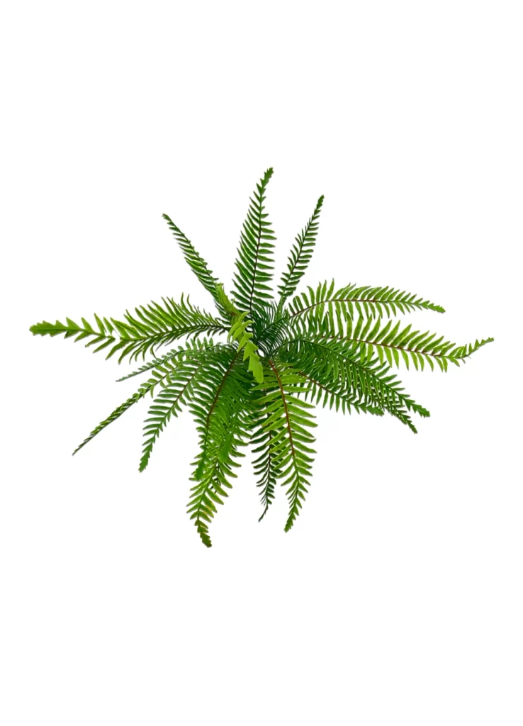 Boston Fern Bush