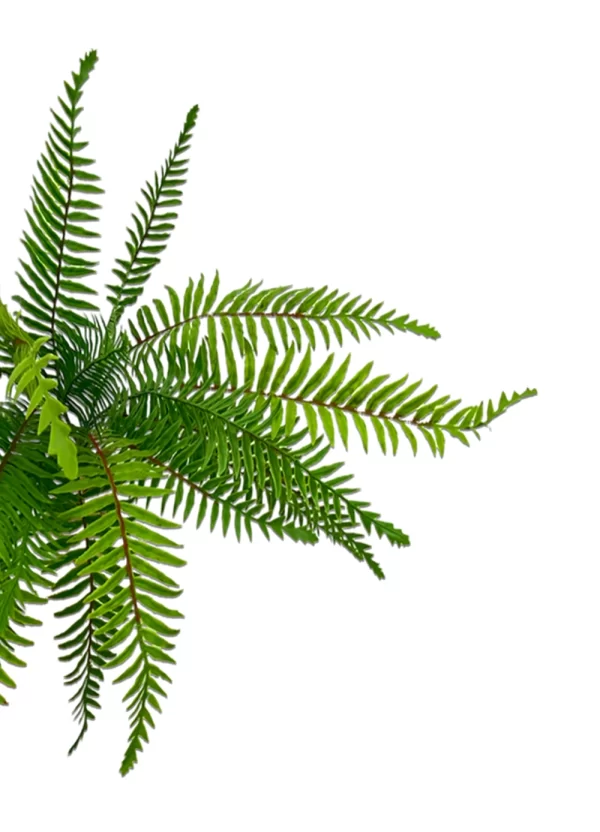Boston Fern Bush - Image 3