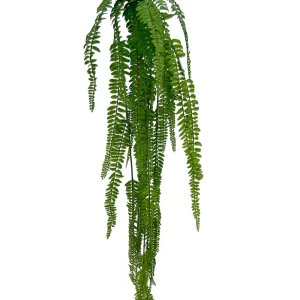 Hanging Sword Fern
