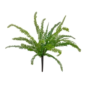 Sword Fern Bush