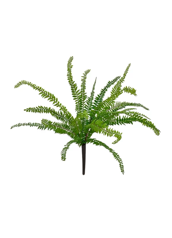 Sword Fern Bush