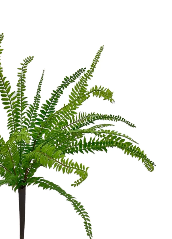 Sword Fern Bush - Image 2