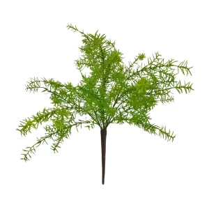 Asparagus Sprenger Bush