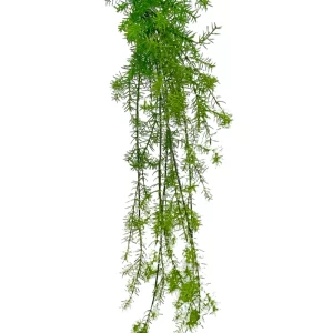 Asparagus Sprenger Hanging Bush